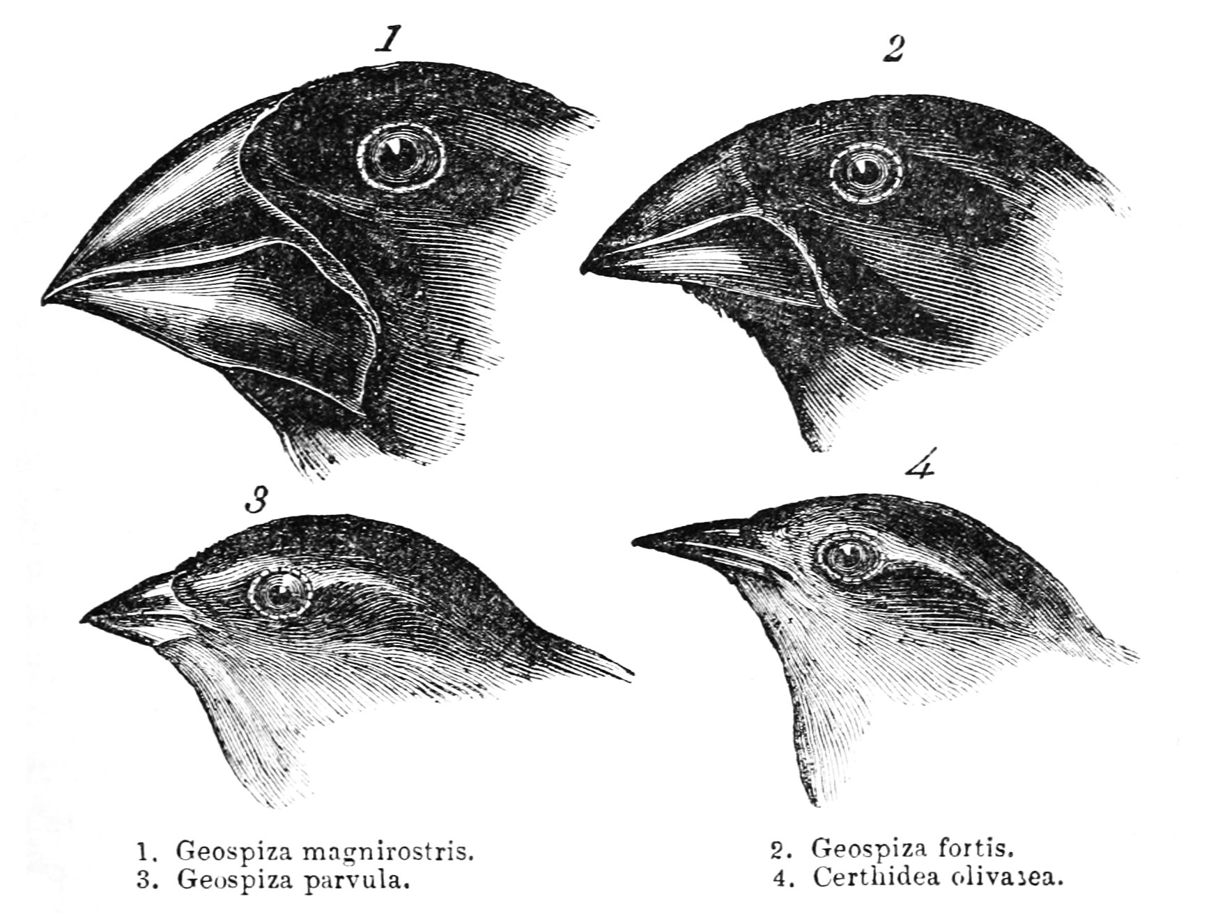 Darwin's drawings of various finches and their evolved beaks 