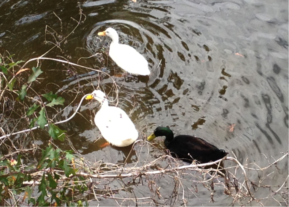 White: Domesticated Pekin Duck?, Black: American Black Duck Hybrid? (Photo: Michael Wheelock)