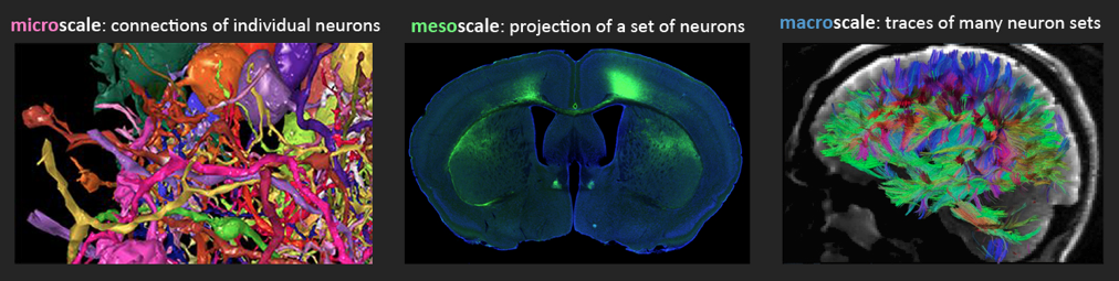 Left to right: Individual connected neurons from a mouse retina (A. Zlateski based on images of K. Briggman, M. Helmstaedter, and W. Denk.), a set of nerve fibers in a mouse brain (http://www.mouseconnectome.org), and many sets of nerve fibers of a live human brain (The Human Connectome Project)