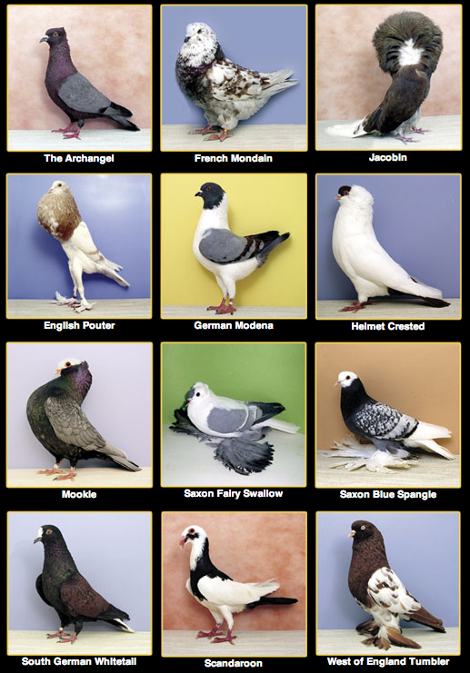Source: http://www.pigeoncenter.org/pigeonbreeds.html