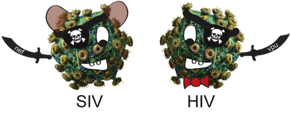 HIVHIV and SIV: “pirate-like” viruses that use different protein “knives” to cut their way out of cells