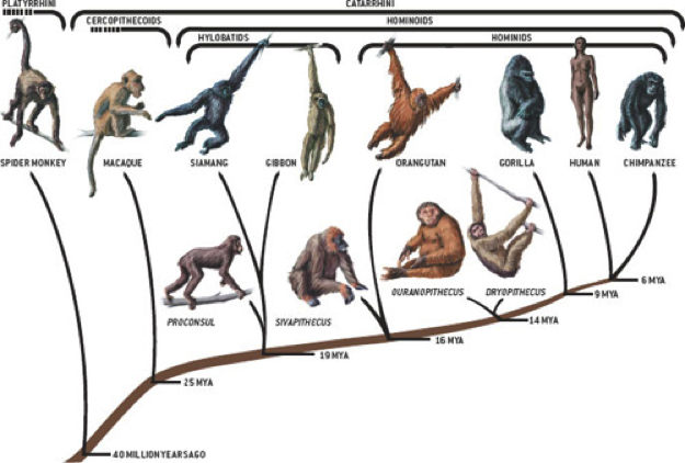 The evolutionary history of apes. Each branching point represents a common ancestor.