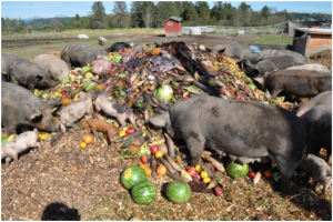 Pigs will eat anything--so they are more likely to pick up Trichinella. http://ebeyfarm.blogspot.com/2010/09/pigs-eating-produce.html