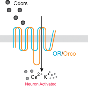 Responding to Odors: ORCO is required for ORs to reach the cell membrane and trasport ions in order to transmit the order response.