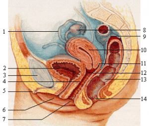 Female_reproductive_system_lateral_nolabel
