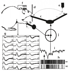 A water-restricted rat (a) operates a lever (b) to swing an external arm (c) from its resting state at (d) to a water dropper (e). Upon release of the lever, the arm returns to deliver the water droplet. An electrode array (f) in the rat’s motor cortex records the activity of neurons (g). The firing rates of these neurons (h) are analyzed. When control of the swinging arm is switched from lever to neural control (j), the decoded neural activity (i) is used to drive the arm. From Chapin et al., 1999