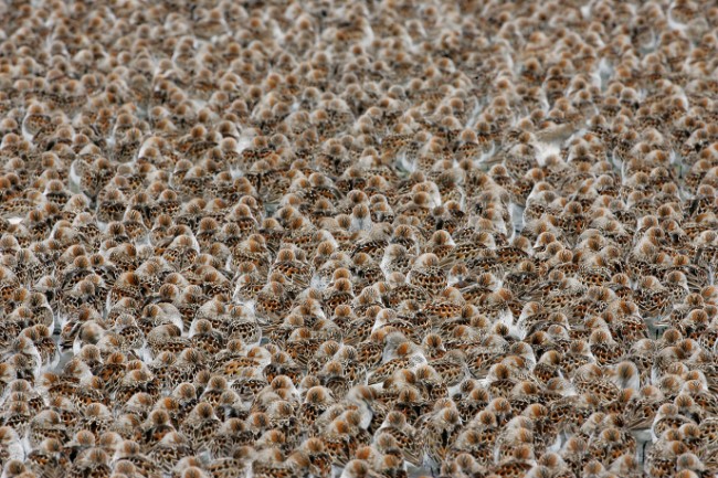 A Billion Bird Flock: The magic, mystery, and biology of bird migration