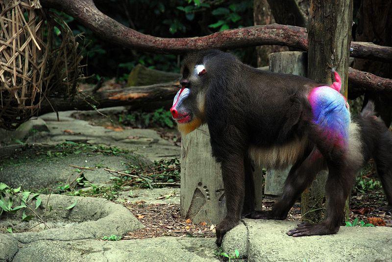 Getting Cheeky with Photons: The Optics of Blue Monkey Butts