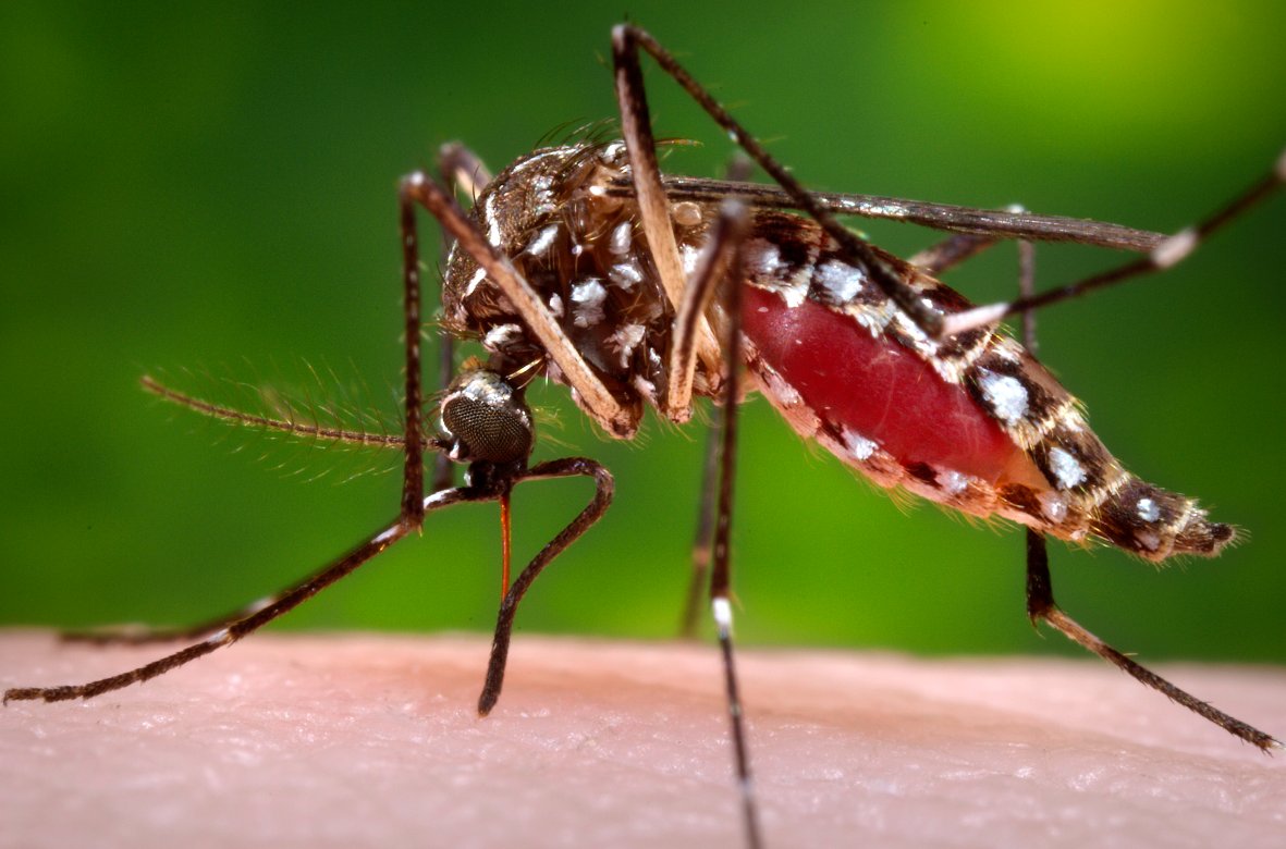 Mutant Mosquito Solves Mysteries of Attraction and Repulsion