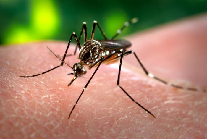 Podcast: DEET, Mesquite, and Mutant Mosquitoes