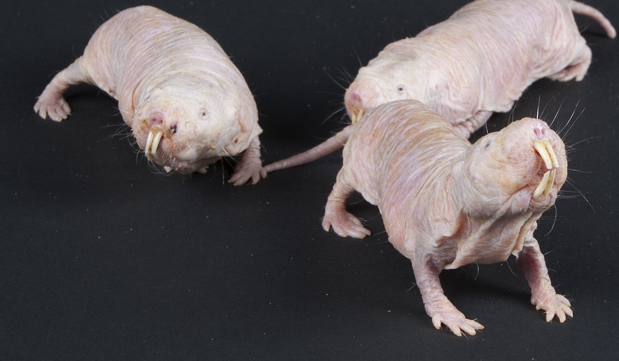 Naked Mole Rats Are Not Pretty.